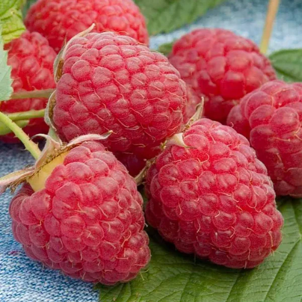 Heritage Raspberry - 1