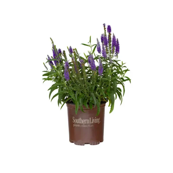 Moody Blues Dark Blue Veronica 2.5 Quart