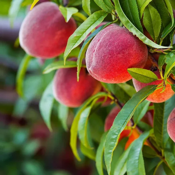 Brighter Blooms - Red Haven Peach Tree, 4-5 ft. - No Shipping to Ar, Az, Ca, ID, La, or, and Wa