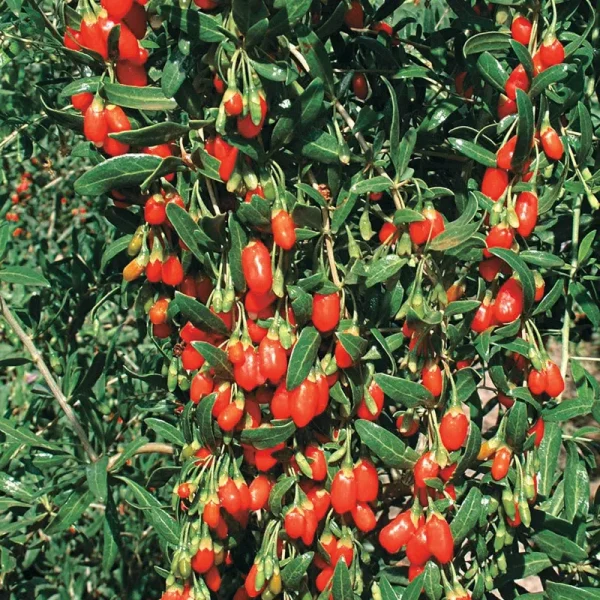 Goji Berry | Zone 5-9 | 8 - 10 Feet | Full Sun