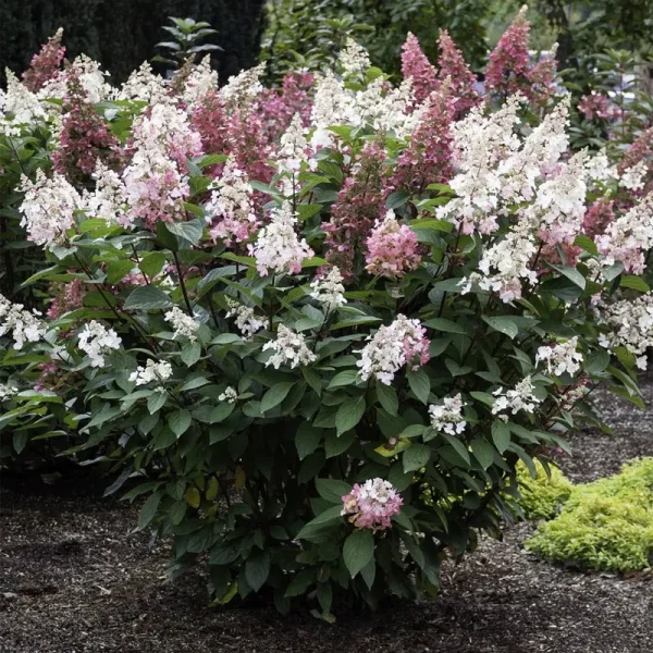 Hydrangea Candelabra 4" Potted Rocketliners - Van Zyverden