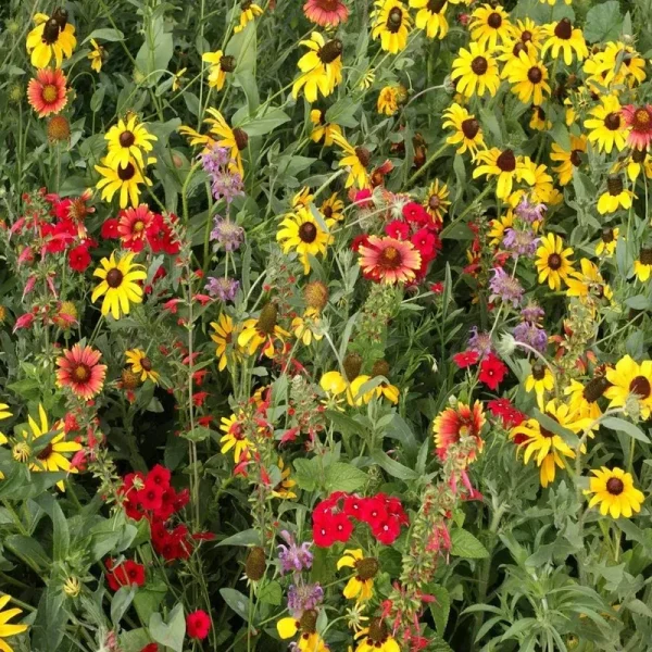 Outsidepride Texas/Oklahoma Wildflower Seed Mix - 1 lb