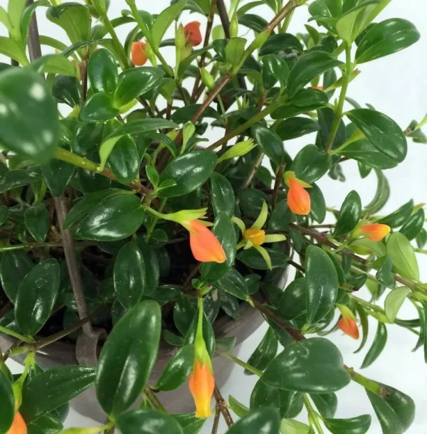 Ohio Grown Goldfish Plant - 6" Hanging Basket - Blooms Frequently!