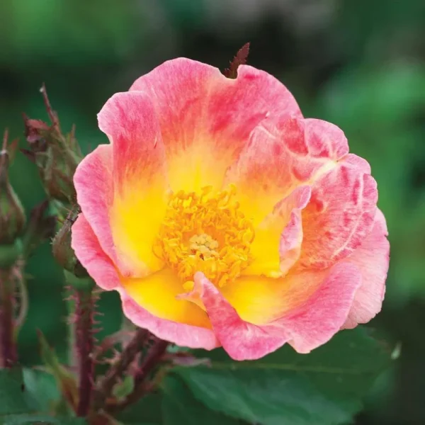 Rainbow Happy Trails Groundcover Rose - 1