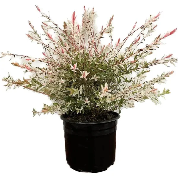 2.25 gal. Dappled Willow (Salix) Live Shrub with Green, White, Pink Fo