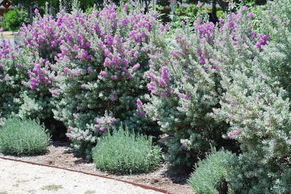 Texas Sage - 10 Live Plants - Leucophyllum Frutescens - Low Maintenance Drought Tolerant Flowering Shrub