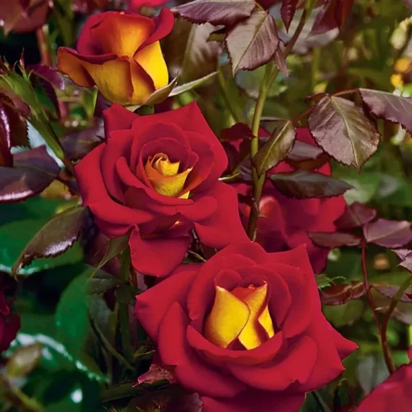 Ketchup and Mustard Dormant Bare Root Floribunda Rose, Includes One Dormant Plant per Order