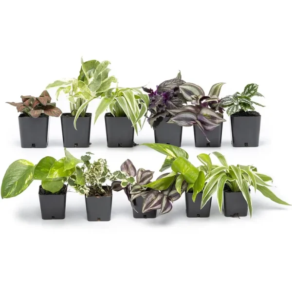 Altman Plants Live Houseplants 12pk, Indoor Plants for Delivery Prime, Live Plants and Gardening Gifts for Plant lovers, Planters for Indoor Plants