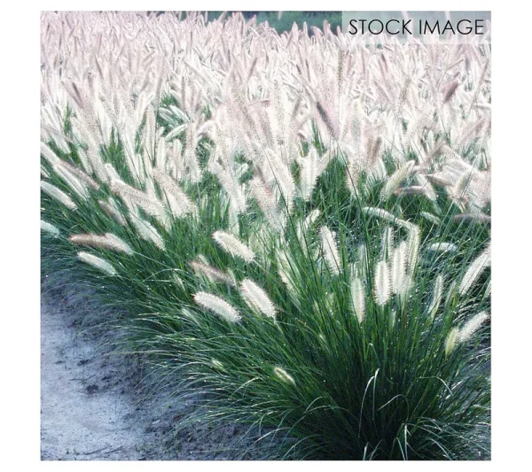 Van Zyverden Ornamental Grass Dwarf Fountain One 3.25 in. Dormant Potted Plant, 84591