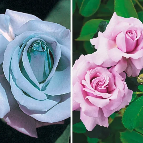 Spring Hill Nurseries Blue Girl Dormant Bare Root Hybrid Tea Rose