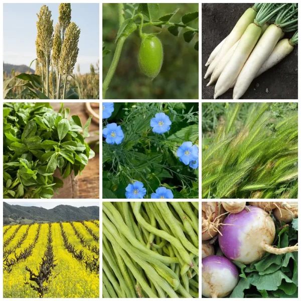 No-Till Forage Cover Crop Seeds - 1 lb - 9 Winter Kill Varieties - Spring, Summer, Fall - Non-GMO