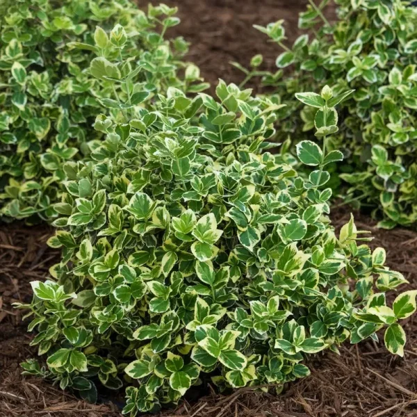 Emerald Gaiety Euonymus Broadleaf Evergreen Groundcover Shrub, Grown in A 2.25 Gallon Pot (1-Pack)