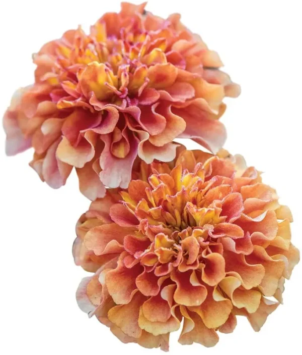 Burpee Strawberry Blonde Marigold Seeds 50 Seeds
