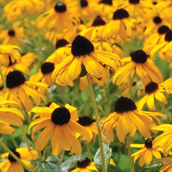 Van Zyverden Rudbeckia Goldsturm Plant Root Partial Sun Yellow