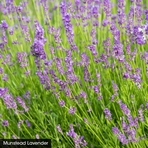 Munstead Lavender Dormant Bare Root Perennial Plant, 1-Pack