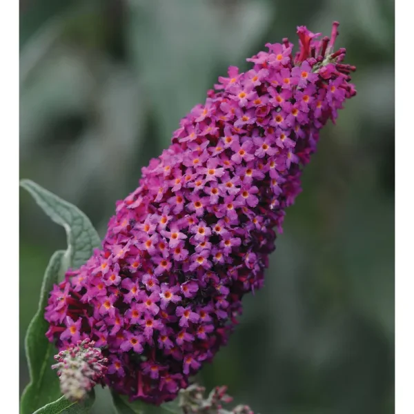 National Plant Network 2.5 Qt. Blaze Pink Buddleia Plant