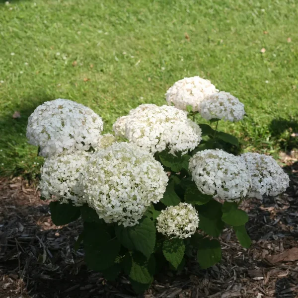 Proven Winners Invincibelle Wee White Smooth Hydrangea Live Shrub, Size: 1 Gal