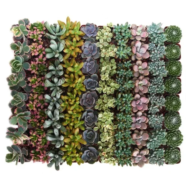 Shop Succulents 2 in. Premium Pastel Succulent (Collection of 100)