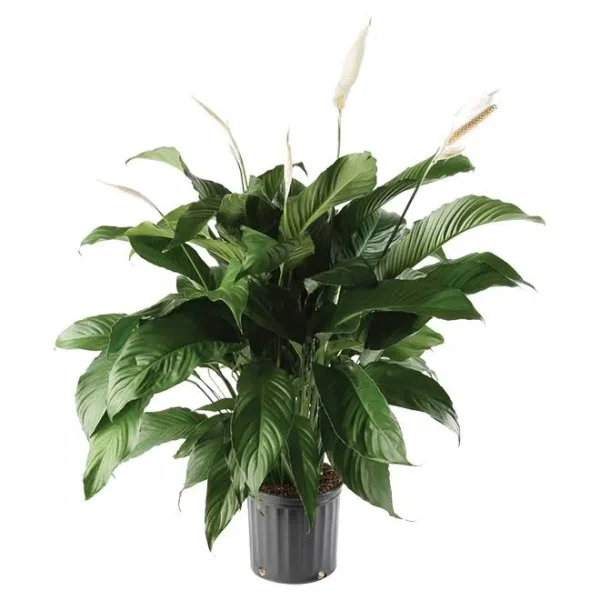 10in Assorted Spathyphyllum