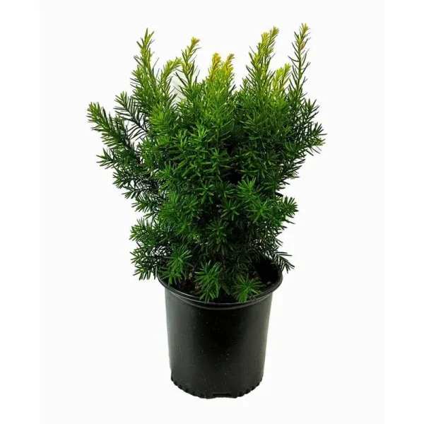 1.5 gal. Dense Spreading Yew (Taxus) Live Shrub