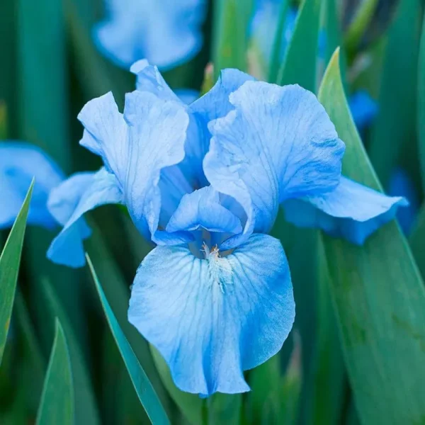 Forever Blue Dwarf Reblooming Bearded Iris Bare Root Perennial (1-Pack)