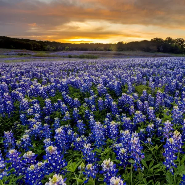 Outsidepride Texas Bluebonnet Seeds - 500 Seeds