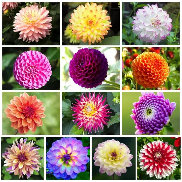 300 Mix Dahlia Seeds Compound Petals Multi-Color, Beautiful Annual Outdoor Garden Potted Plants Non-GMO Dahlia for Planting