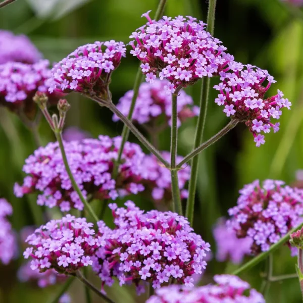 Outsidepride Verbena Seeds - Purpletop Vervain - 5000 Seeds