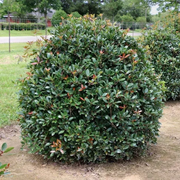2.25 gal. Cleyera Japonica Shrub
