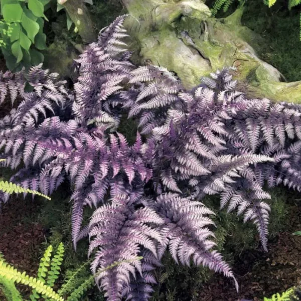 Japanese Painted Fern - Dormant 3" Pot | Zone 3-8