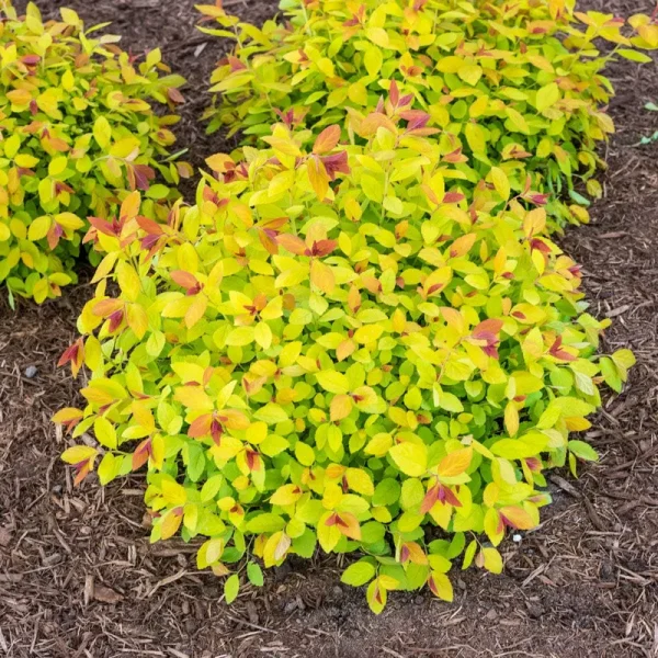 2.25 gal. Pot Magic Carpet Spirea Deciduous Flowering Shrub (1-Pack)