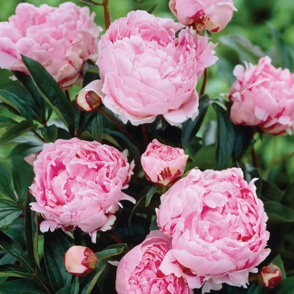 Van Zyverden Peonies Sarah Bernhardt Roots - Set of 5