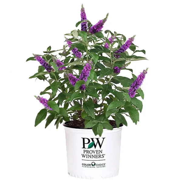 Proven Winners 2 gal. Miss Violet Buddleia Shrub