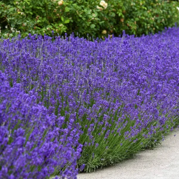 Outsidepride Lavender English Plant Seed - 5000 Seeds