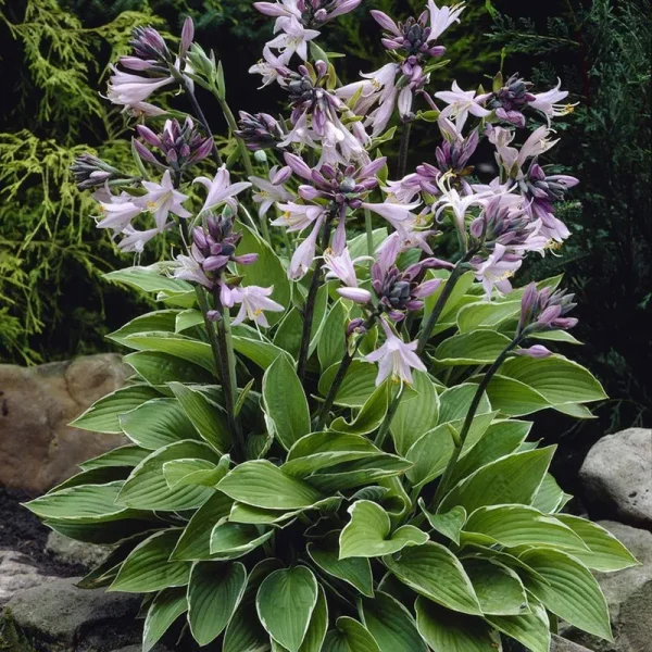 Van Zyverden Hosta Francee 5 Roots, 83783