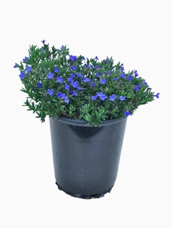 Lowe's Blue Lithodora Plant in 2.5-Quart Pot | 1088