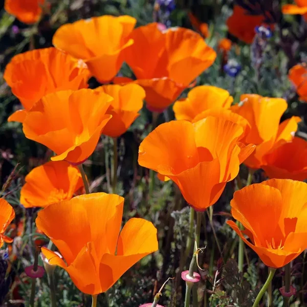 Outsidepride California Poppy Flower Seed - 1/4 lb