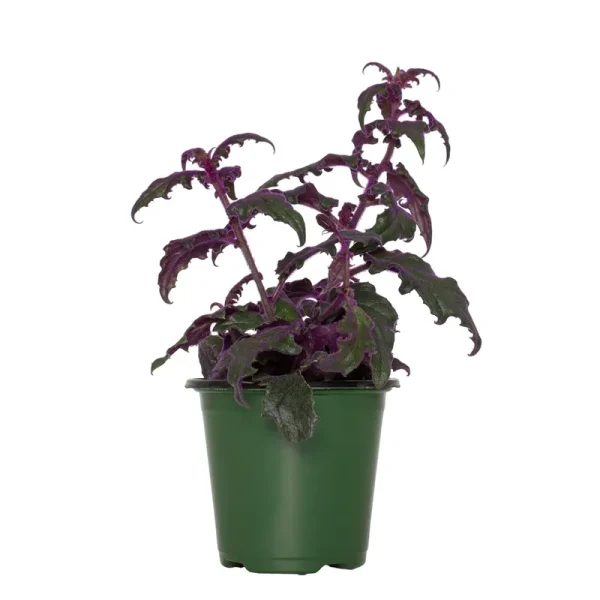 4 in. Gynura Purple Passion Live Houseplant with Bright Indirect Sunlight- 1 Piece