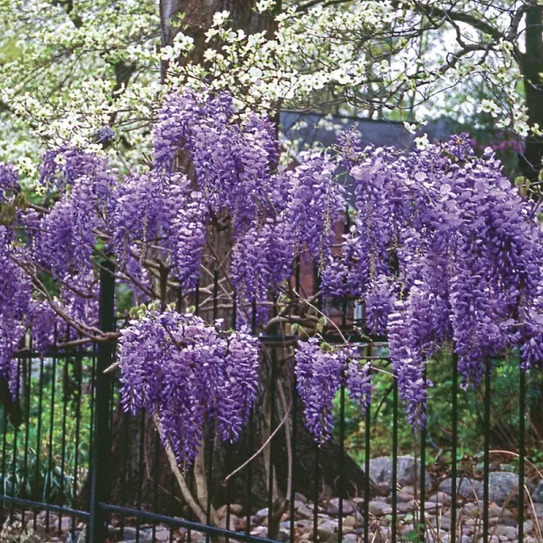 Blue Moon Wisteria Dormant Bare Root Vine, 1-Pack
