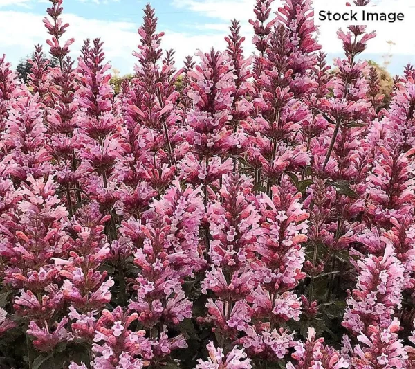Cottage Farms 3-Piece Pink Pearl HummingbirdMint