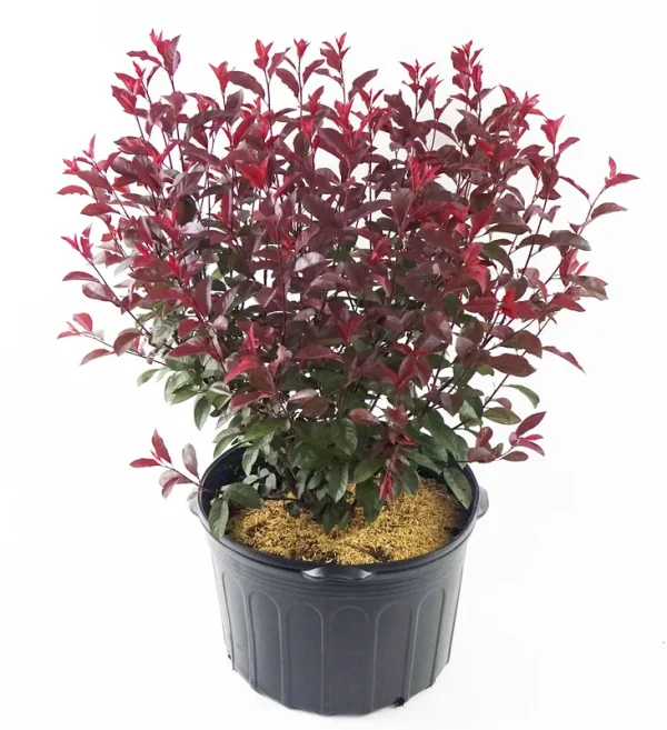 PURPLELEAF Sandcherry, Purple Leafed Plant in 3 Gallon Pot - Prunus 'Cistena'