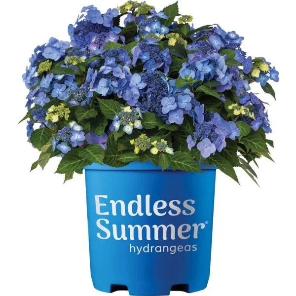 3 gal. Pop Star Reblooming Hydrangea Flowering Shrub with Electric Blue or Pink Lacecap Flowers
