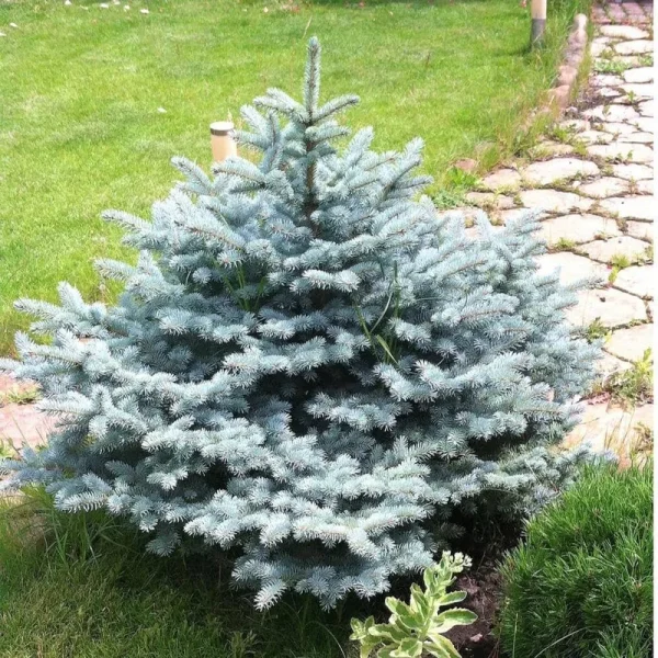 1 gal. Baby Blue Spruce Shrub with Silvery Turquoise Evergreen Needles