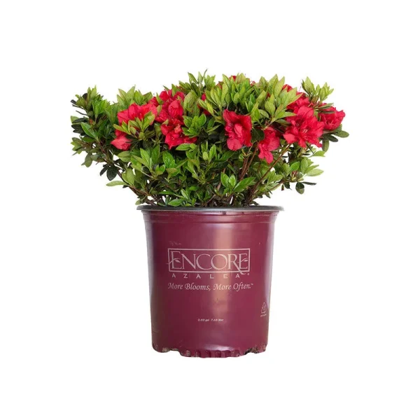 Autumn Fire Encore Azalea 2 Gallon