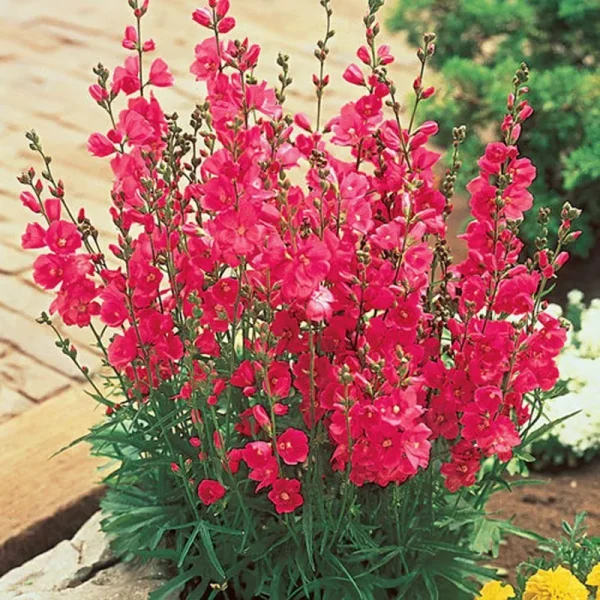 Spring Hill Nurseries Brilliant Miniature Hollyhock BR | 63019