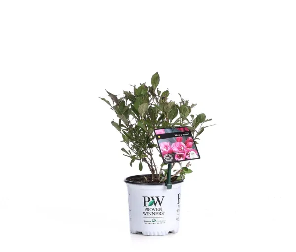Proven Winners Wine & Roses Reblooming Weigela (Florida) Live Shrub, Pink Flowers and Dark Purple Foliage, 1 Gallon