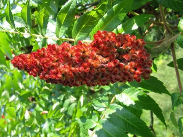 Staghorn Sumac Seeds (Rhus Typhina) 100 Seeds (1 Grams)
