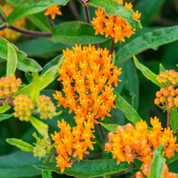 Butterfly Weed | Asclepias Tuberosa | Zone 4-9 | Orange | 18 - 24 Inches | Full Sun