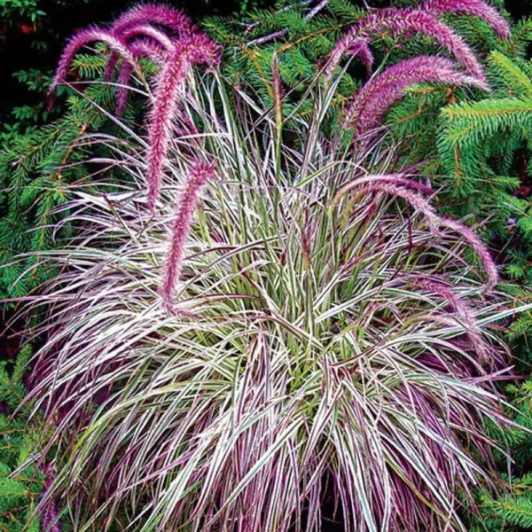 Cherry Sparkler Fountain Grass PP22538 2"