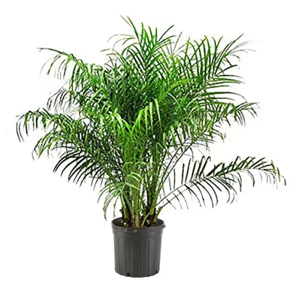 10" Roebellini Palm Live Plant , 10"